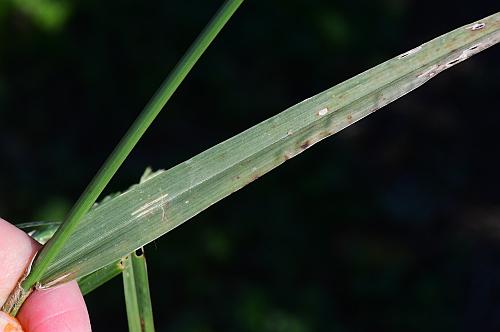 Eleusine_indica_leaf1.jpg