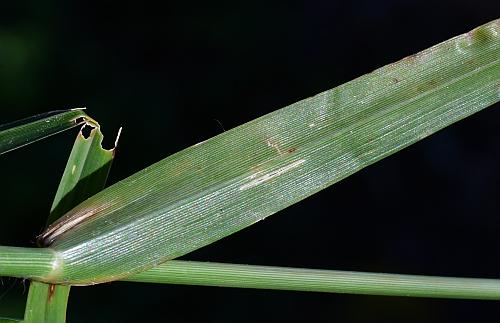 Eleusine_indica_leaf2.jpg