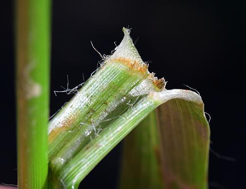 Eleusine_indica_ligule.jpg