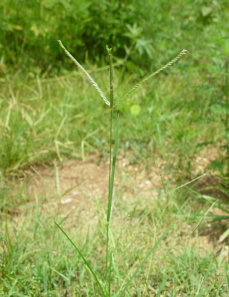 Eleusine_indica_plant.jpg