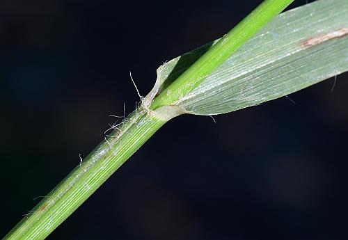 Eleusine_indica_sheath.jpg