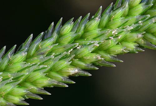 Eleusine_indica_spikelets.jpg