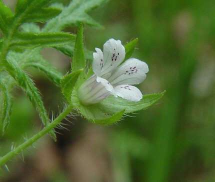 Ellisia_nyctelea_flower.jpg