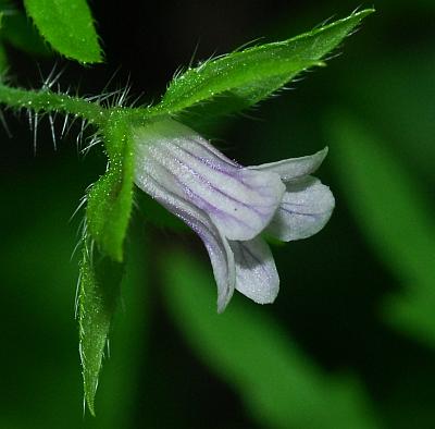 Ellisia_nyctelea_flower1.jpg