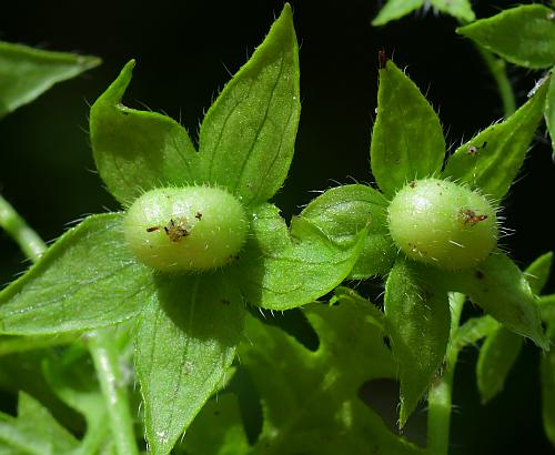 Ellisia_nyctelea_fruit.jpg