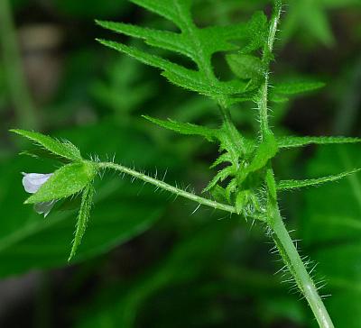 Ellisia_nyctelea_inflorescence.jpg