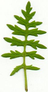 Ellisia_nyctelea_leaf.jpg