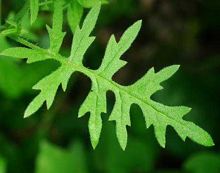 Ellisia_nyctelea_leaf1.jpg