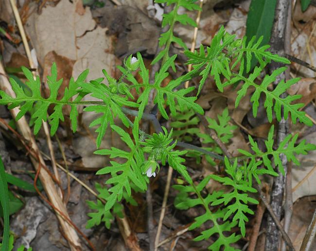 Ellisia_nyctelea_plant.jpg