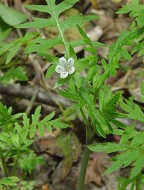 Ellisia nyctelea thumbnail