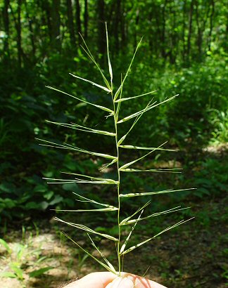 Elymus_hystrix_inflorescence.jpg