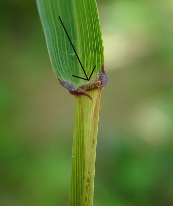 Elymus_hystrix_ligule.jpg