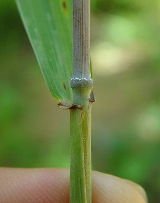 Elymus_hystrix_node.jpg