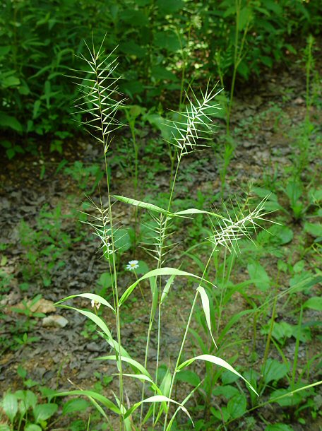 Elymus_hystrix_plant.jpg