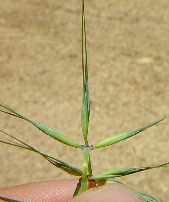 Elymus_hystrix_spikelets.jpg