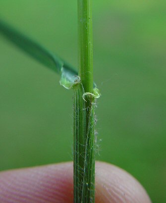 Elymus_villosus_auricle.jpg