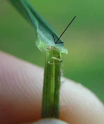 Elymus_villosus_ligule.jpg