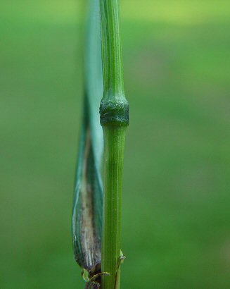 Elymus_villosus_node.jpg