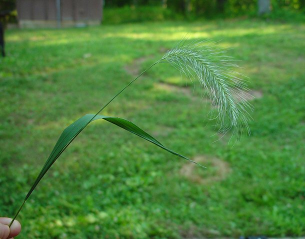 Elymus_villosus_plant.jpg