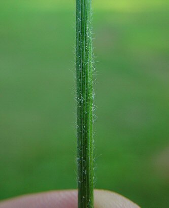 Elymus_villosus_sheath.jpg