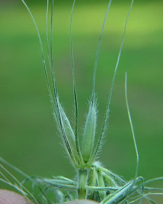 Elymus_villosus_spikelet.jpg