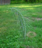 Elymus villosus thumbnail