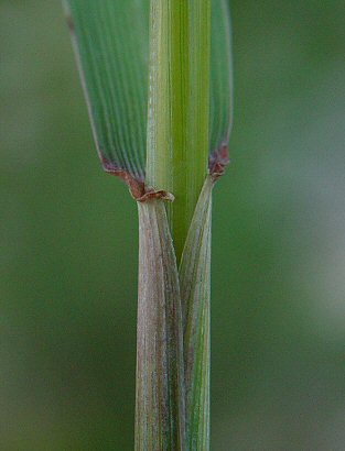 Elymus_virginicus_auricle.jpg