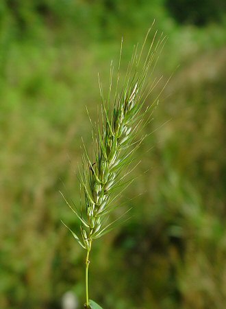 Elymus_virginicus_inflorescence.jpg