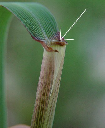 Elymus_virginicus_ligule.jpg