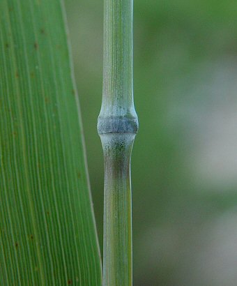 Elymus_virginicus_node.jpg