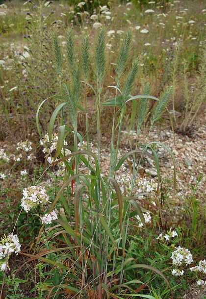 Elymus_virginicus_plant.jpg