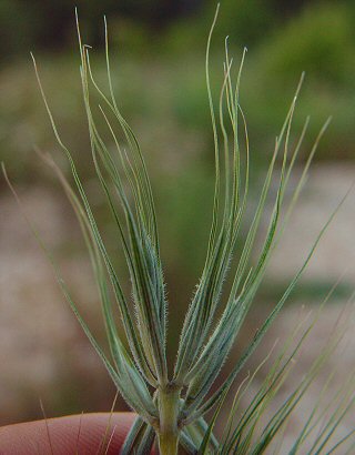 Elymus_virginicus_spikelet.jpg