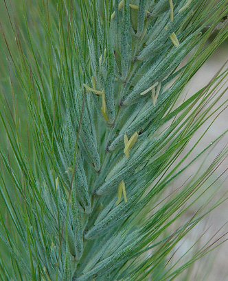 Elymus_virginicus_spikelets.jpg