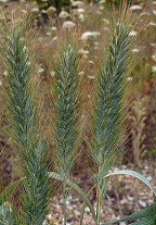 Elymus virginicus thumbnail