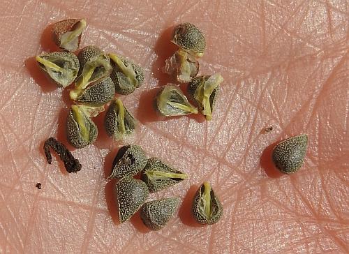 Endodeca_serpentaria_seeds.jpg