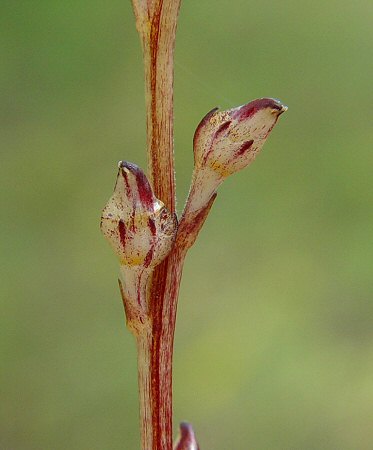 Epifagus_virginiana_cleist_flowers.jpg