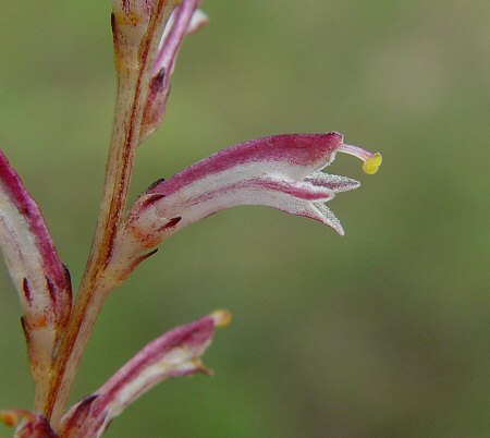 Epifagus_virginiana_flower.jpg