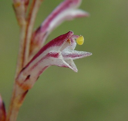 Epifagus_virginiana_flower2.jpg