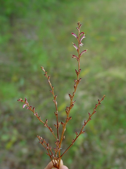 Epifagus_virginiana_plant.jpg