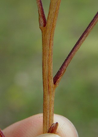 Epifagus_virginiana_stem.jpg