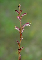 Epifagus virginiana thumbnail