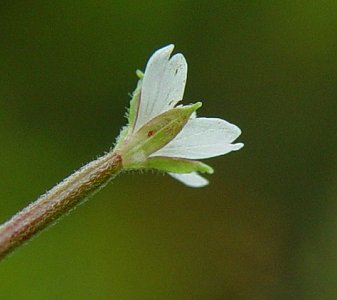 Epilobium_coloratum_calyx.jpg