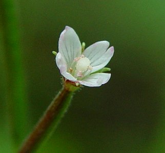 Epilobium_coloratum_flower.jpg