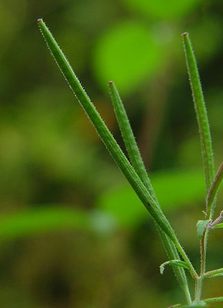 Epilobium_coloratum_fruit.jpg