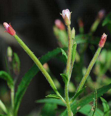 Epilobium_coloratum_inflorescence.jpg