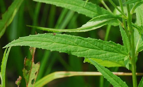 Epilobium_coloratum_leaf1.jpg