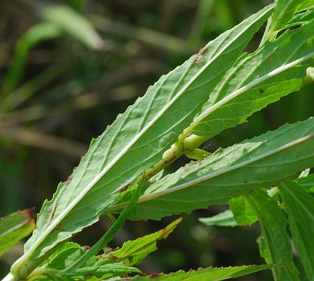 Epilobium_coloratum_leaf2.jpg