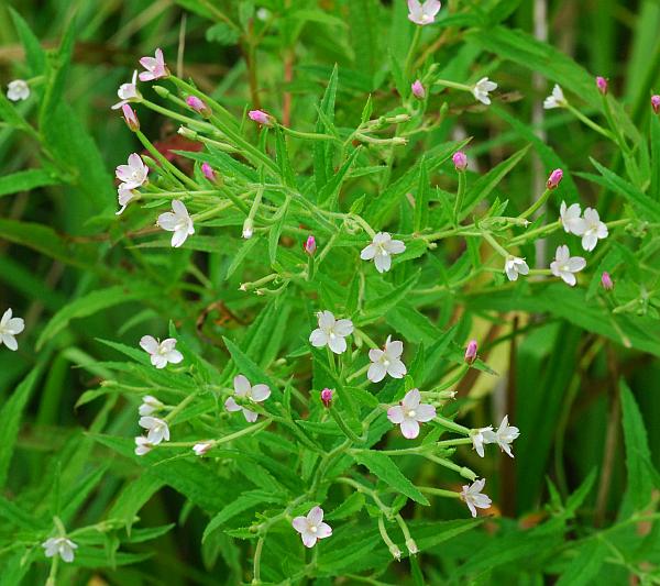 Epilobium_coloratum_plant.jpg