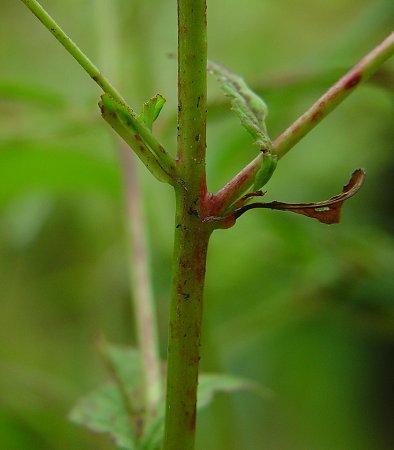 Epilobium_coloratum_stem.jpg