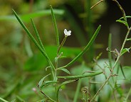 Epilobium coloratum thumbnail